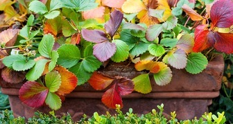 Почему у земляники краснеют листья? фото