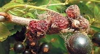 Что это за паутинные гнезда с засохшими ягодами в черной смородине? фото