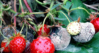 Как уберечь ягоды земляники от серой гнили? фото