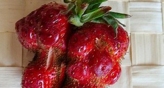 Почему ягоды земляники становятся уродливыми? фото