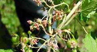 Почему на некоторых ветках черной смородины цветки и даже ягоды усыхают? фото