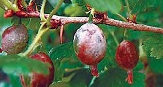Почему ягоды крыжовника покрываются серым, плотным, войлочным налетом и что с ним делать? фото