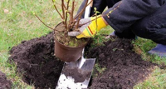 Посадка в открытый грунт черной смородины 