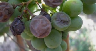 Пораженные плоды винограда милдью