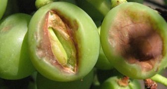 Ягоды винограда при сильном поражении оидиумом или мучнистой росой