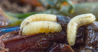 Личинки луковой мухи в луковице