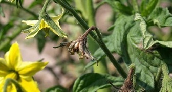 Что делать когда усыхают завязи у томатов в теплице