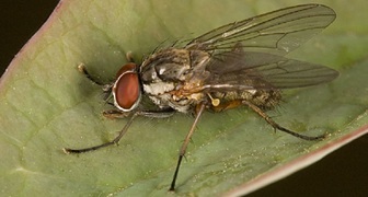 Луковая муха - опасный вредитель лука