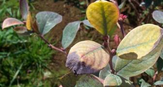Проявление недостатка серы и пониженной кислотности на листьях голубики