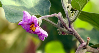Удобрение баклажан во время цветения