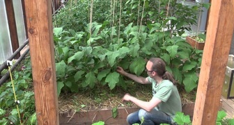 Подвязка высокорослых сортов баклажанов в теплице
