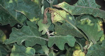 Признаки заболевания на листьях баклажана