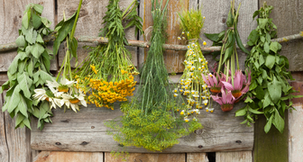 Сбор и сушка лекарственных трав и полевых цветов