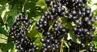 Листья черной смородины можно собирать после сбора урожая