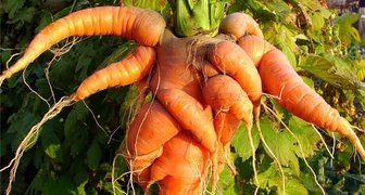 Почему вырастают морковные уродцы? фото