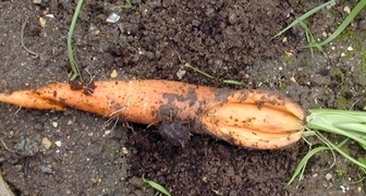 Почему трескаются и даже разворачиваются корнеплоды моркови? фото