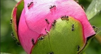Что делать с муравьями на пионах? фото