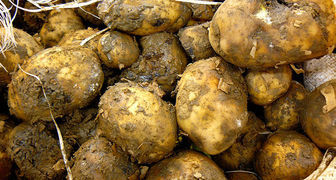 Почему картофель гниет при хранении? фото