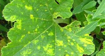 Почему листья огурцов стали «мраморными»? фото