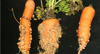 Как спасти морковь от нематоды? фото
