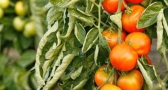 Почему томаты сворачиваются в трубочку? фото