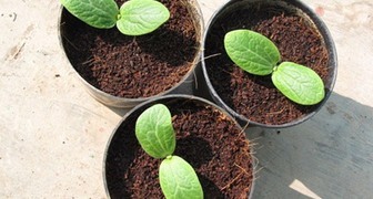 Выращивание рассады тыквы и уход за ней