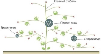 Схема формирования плетей тыквы