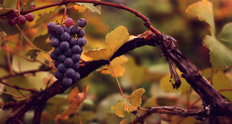 Ухаживаем за виноградом в сентябре: сбор урожая, обрезка и подкормка