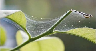 Паутинного клеща легко обнаружить по паутине под листьями