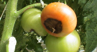 Фото Вершинная гниль томатов. Как уберечь помидоры.