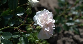 Почвопокровная роза Свони украсит сад густой зеленью и яркими бутонами