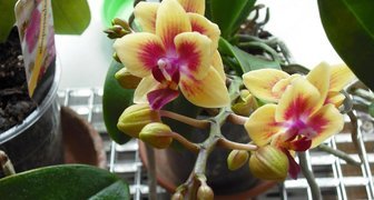 Выращиваем красивую орхидею без хлопот
