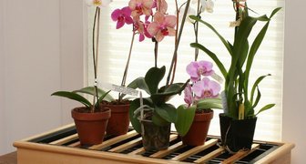 Орхидеи возле окна