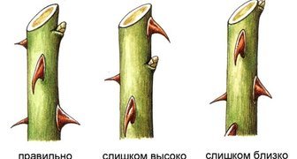 Схема обрезки плетистых роз перед посадкой