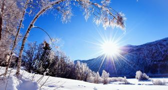 Действие мороза и солнца на деревья