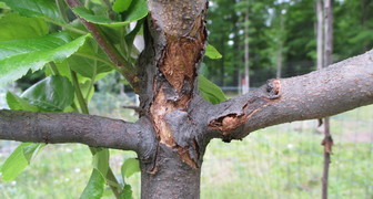 Как защитить деревья от морозобоин