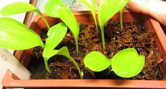 Выращивание калл в домашних условиях