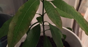 Чем болеет растение манго и как лечить? фото