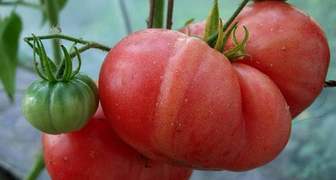 Помидоры Малиновое чудо - характеристики сортов, выращивание из семян