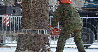 Диаметр ствола если составил 0,7 метров.