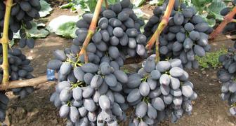 Виноград Кодрянка - описание сорта, фото, условия выращивания
