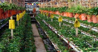 Голландская технология выращивания клубники для сбора урожая круглый год