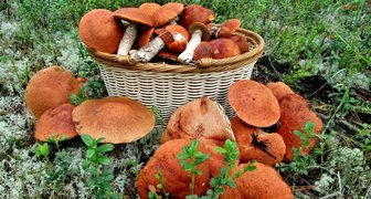Как вырастить грибы из семян на даче
