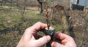 Фото Совет садовода: как правильно прививать деревья