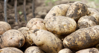 Выращивание крупного картофеля на черноземном грунте