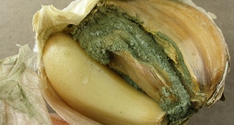 Грибковые болезни чеснока в картинках: зеленая плесень