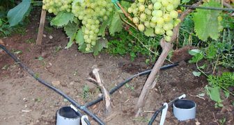 Дренажные трубы для полива и подкормки винограда