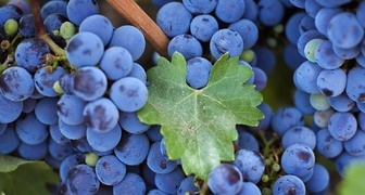 Подкормка винограда весной - лучшие удобрения и сроки их внесения