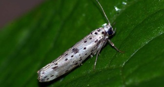 Моль черёмуховая (лат. Yponomeuta evonymella)