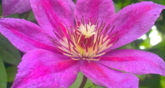 Выбираем подкормки для клематисов - секрет пышного цветения лианы